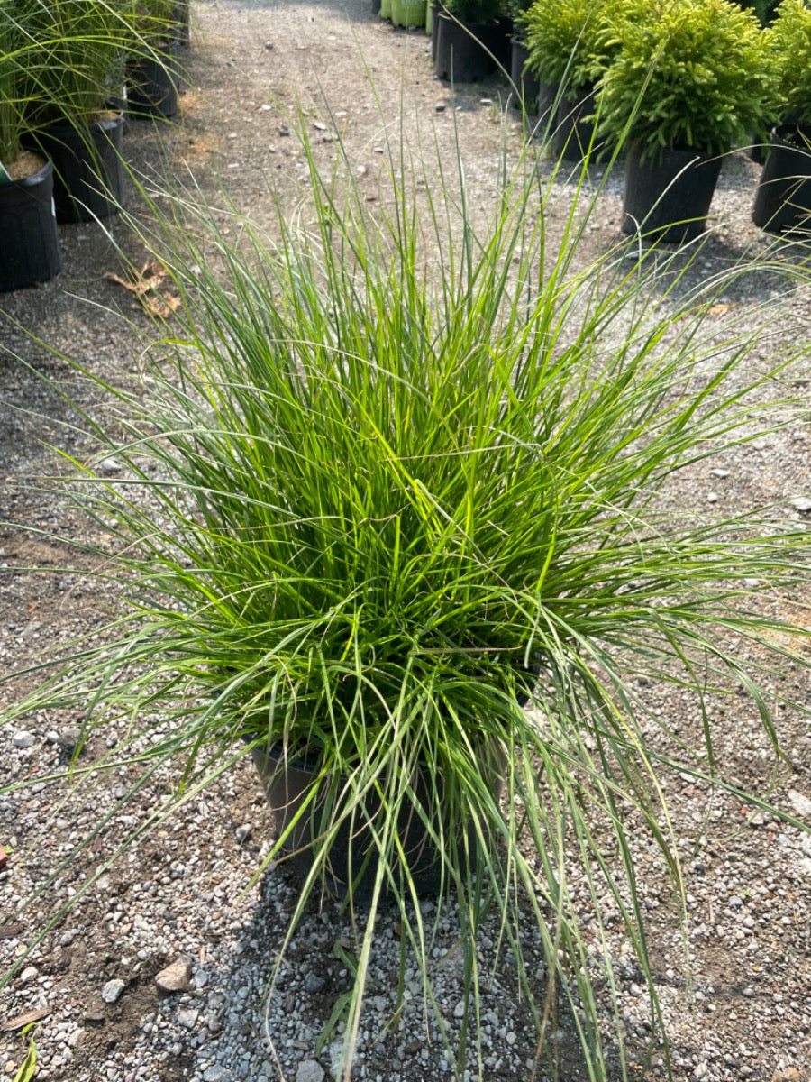 Dwarf Fountain Grass