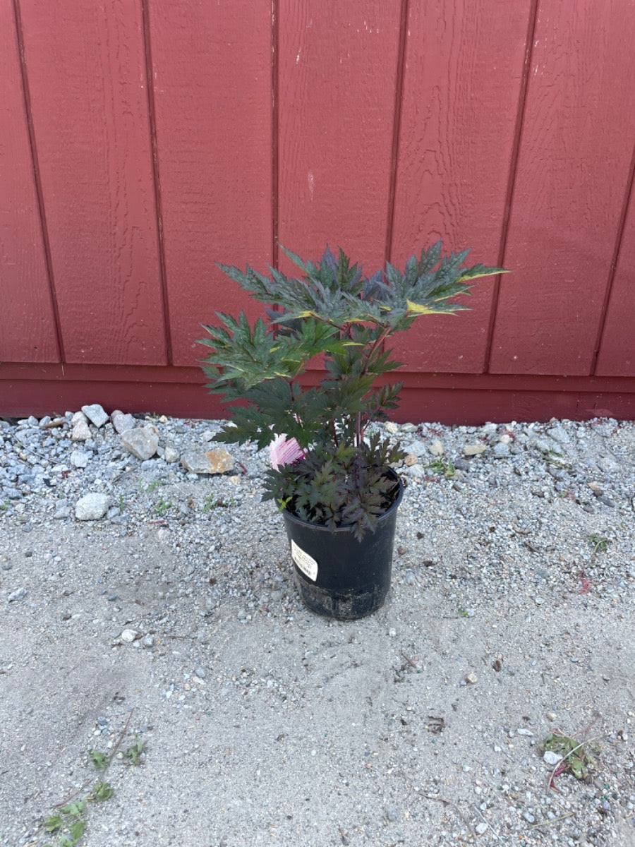 Hillside black beauty bugbane