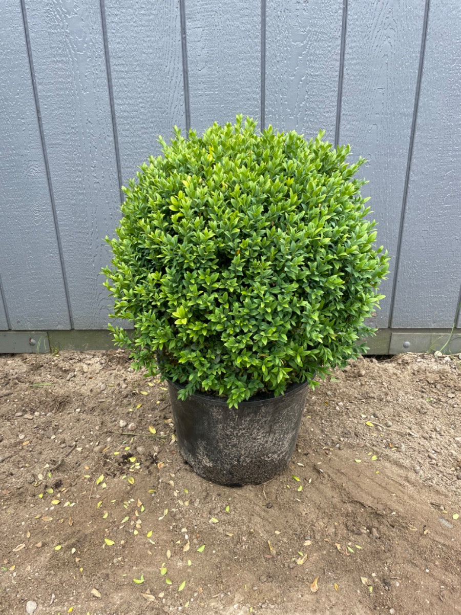Common Boxwood Globe