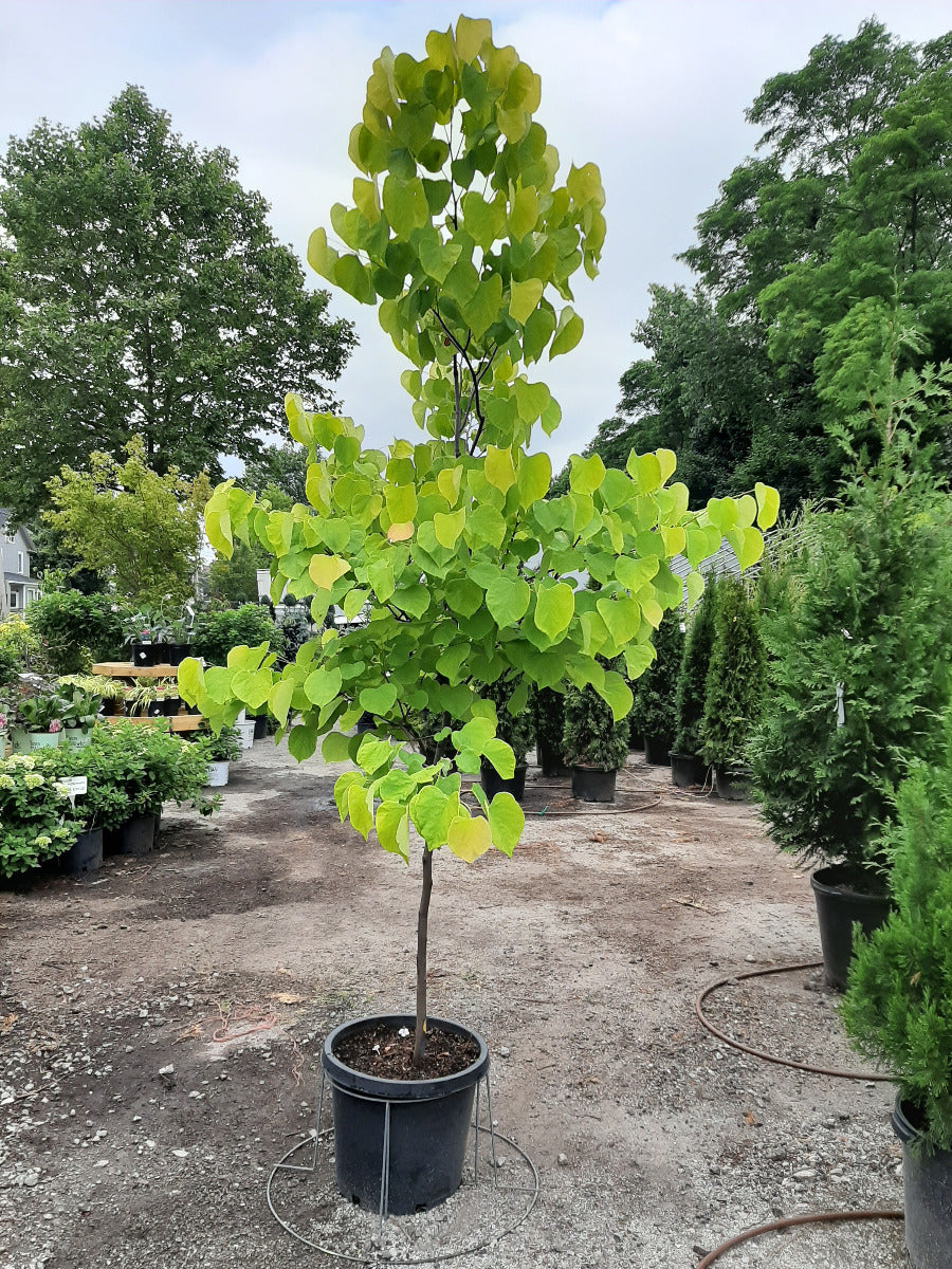 Hearts of Gold Eastern Redbud