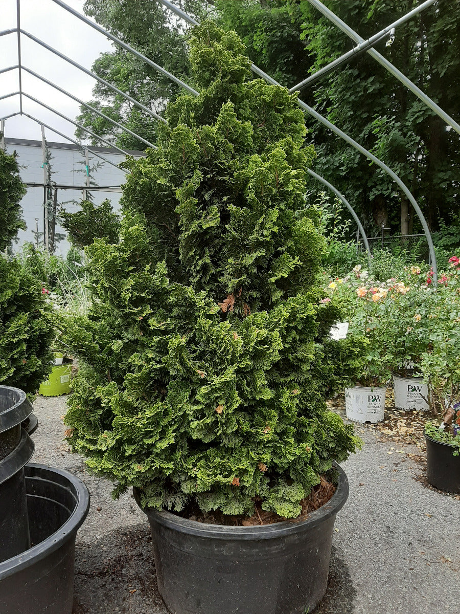 Templehof Hinoki Cypress