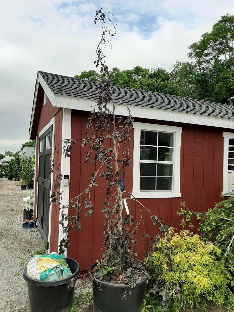 Purple Fountain European Beech