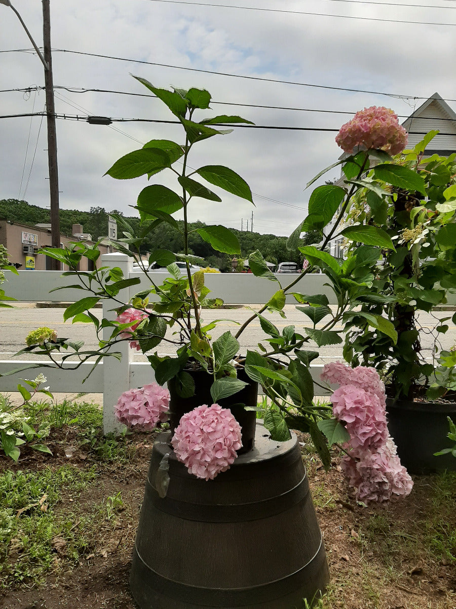 All Summer Beauty Hydrangea