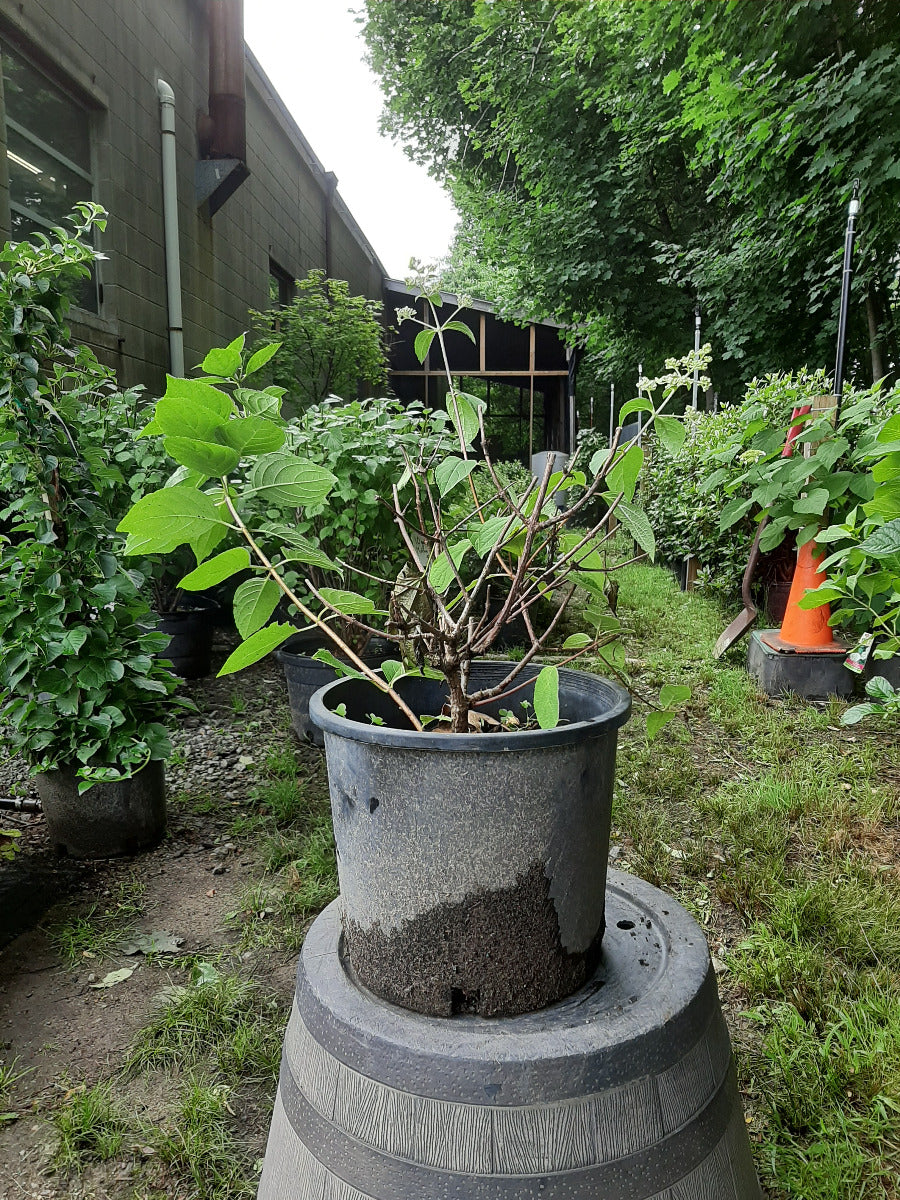 Fire and Ice Hydrangea