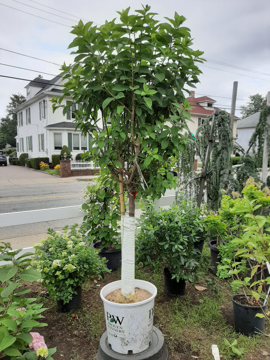 Limelight Hydrangea Tree