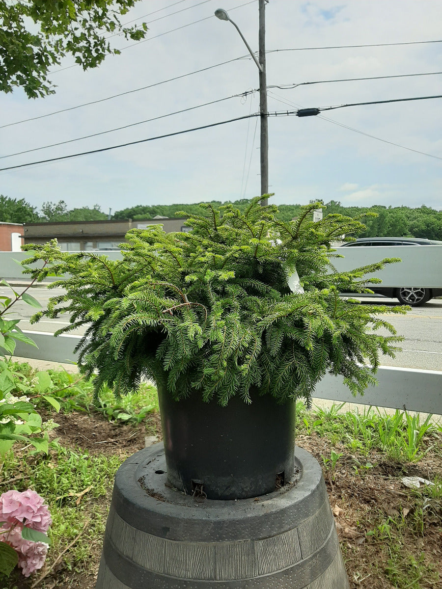 Nest Spruce