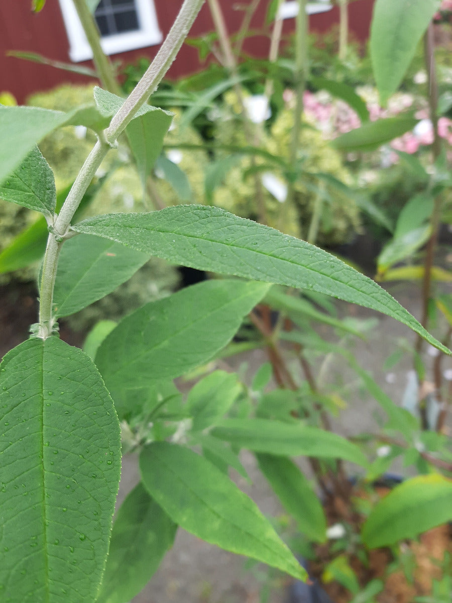 Black Knight Butterfly Bush