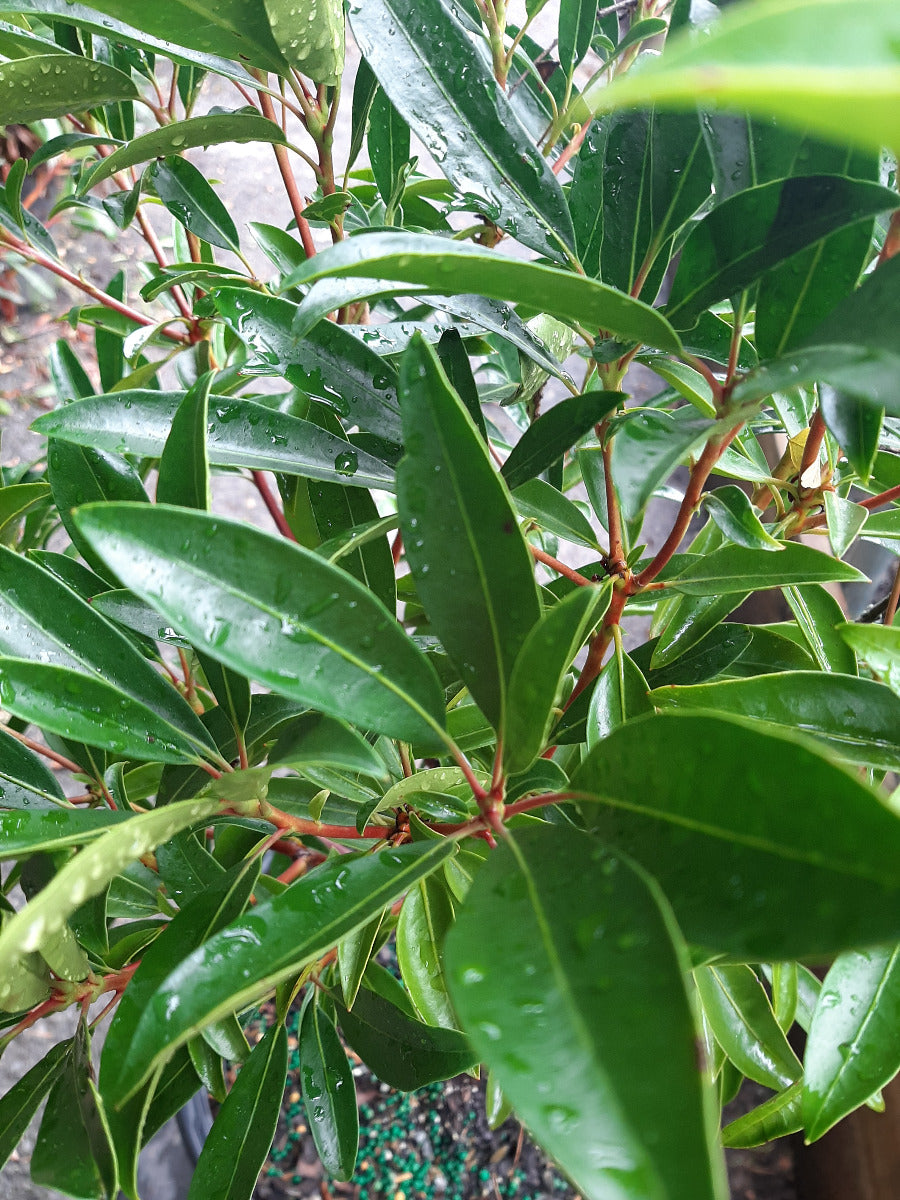 Kaleidoscope Mountain Laurel