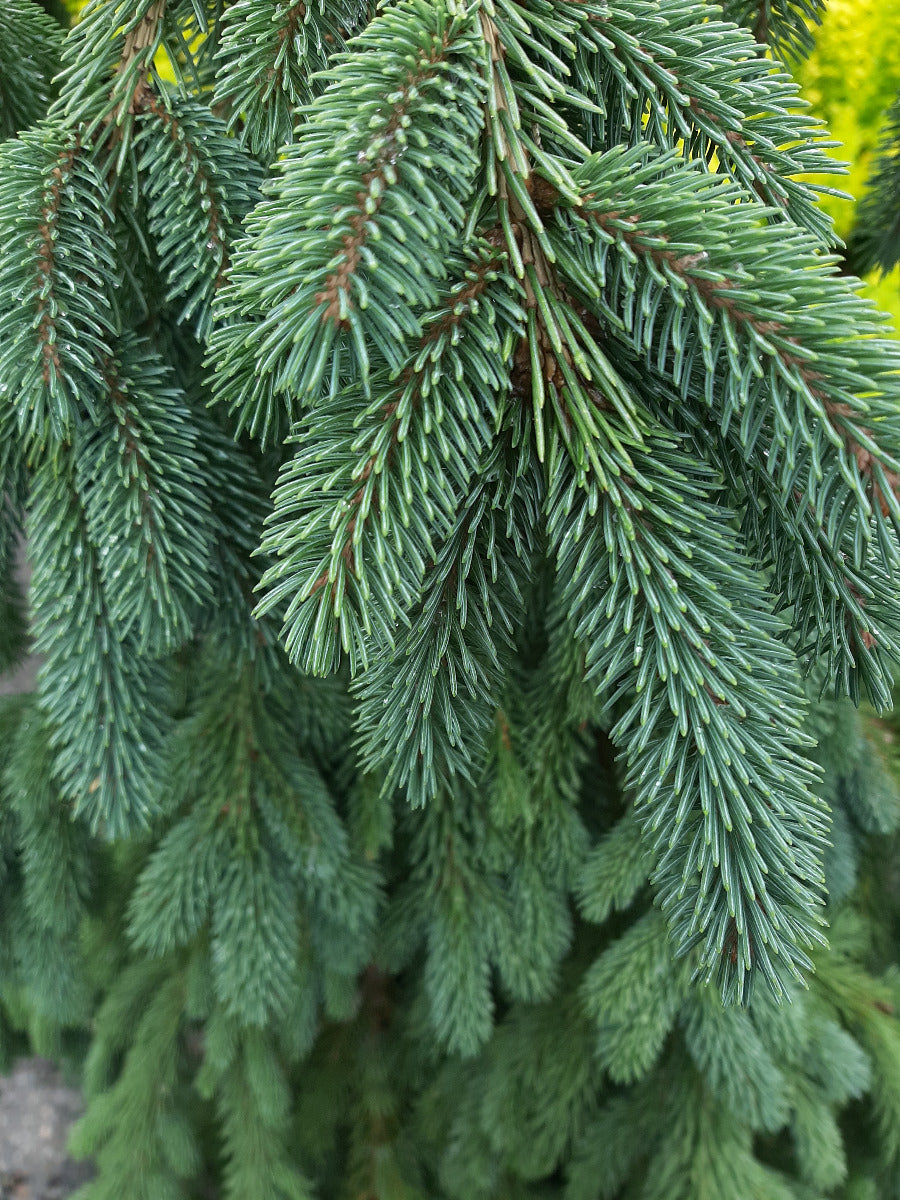 Weeping White Spruce