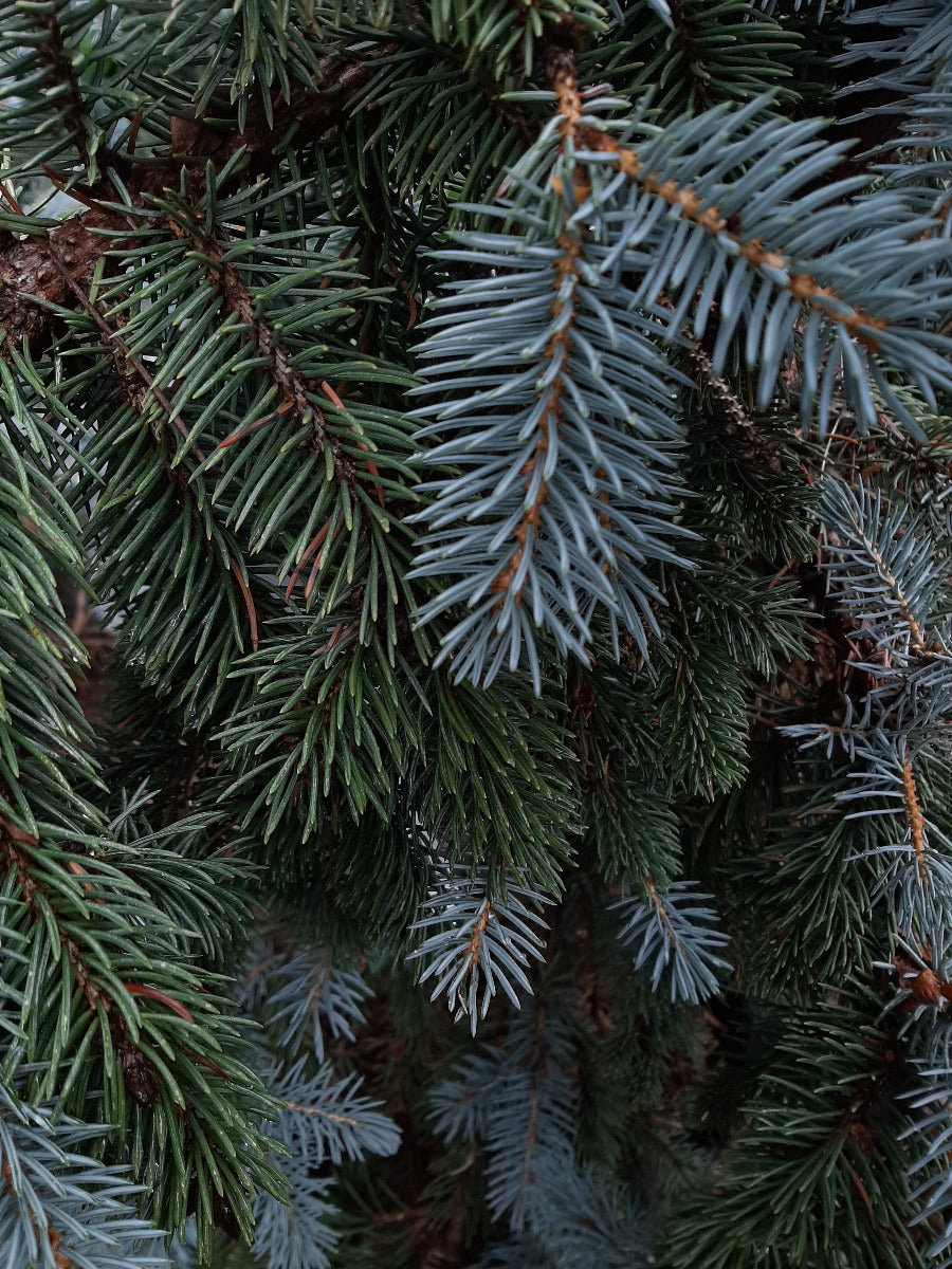 Weeping Colororado Blue Spruce