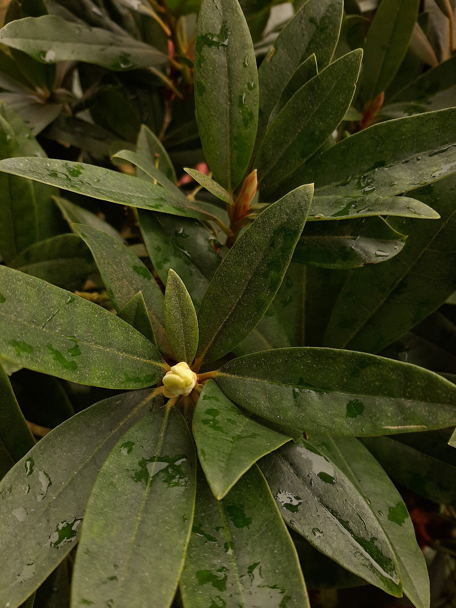 Chinoides Rhododendron