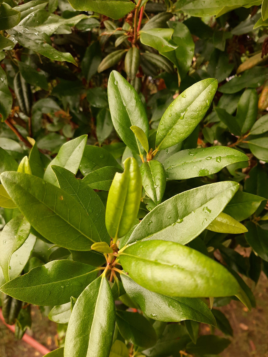 Landmark Rhododendron