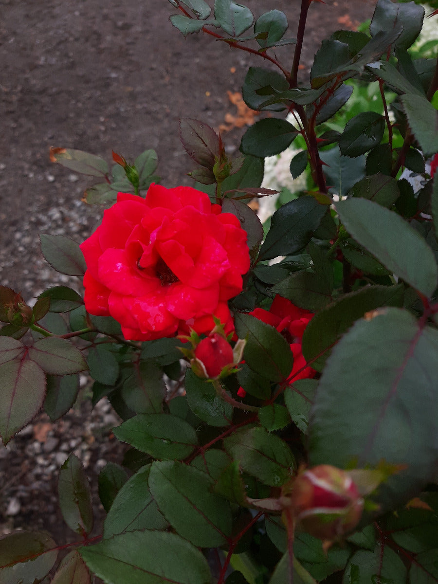 Double Knock Out Rose