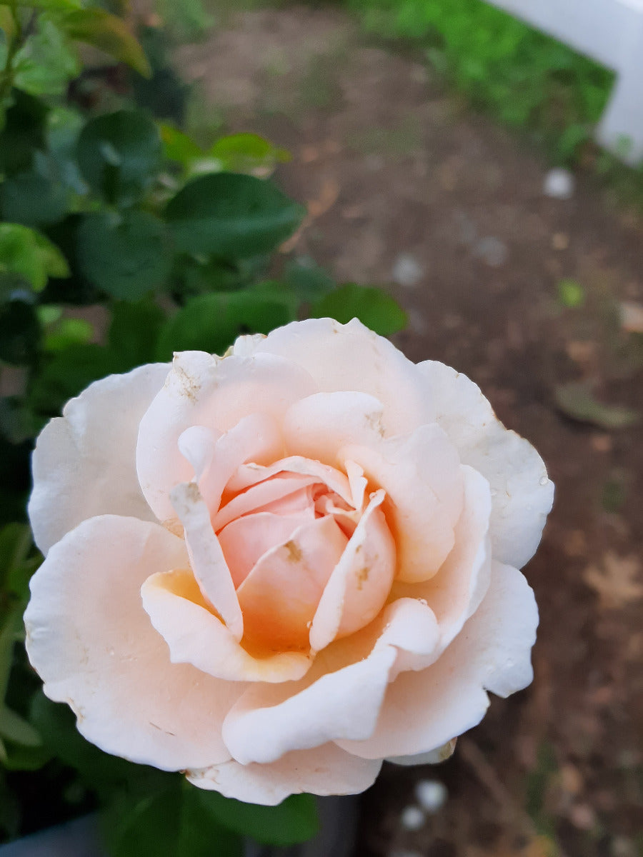 The Lady Gardener Rose