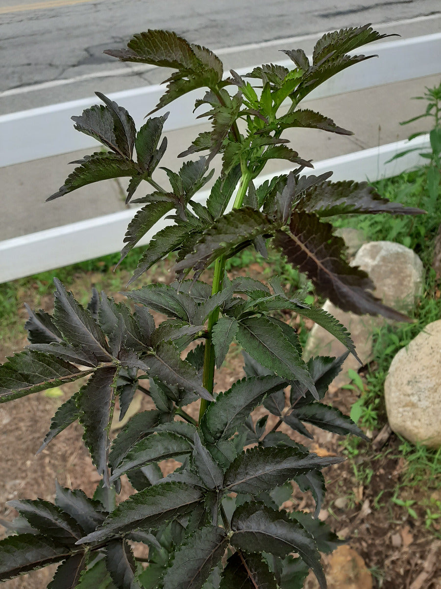 Black Tower Elderberry