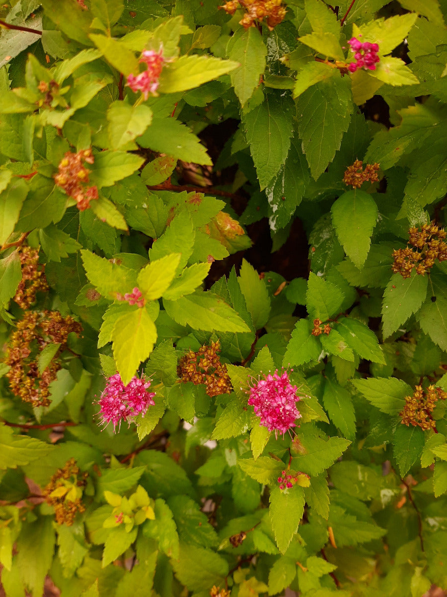 Double Play Gold Spirea