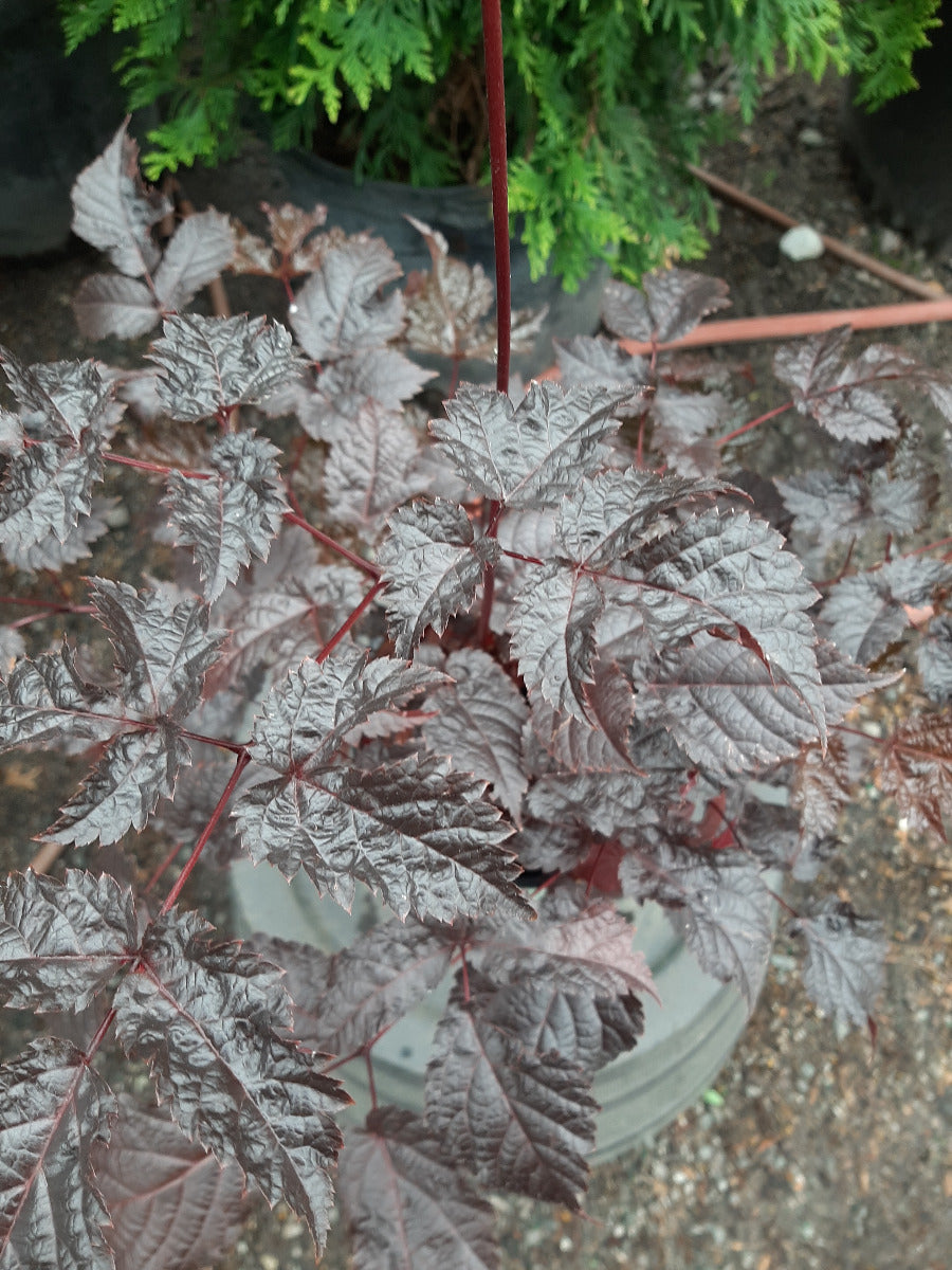 Chocolate Shogun Astilbe