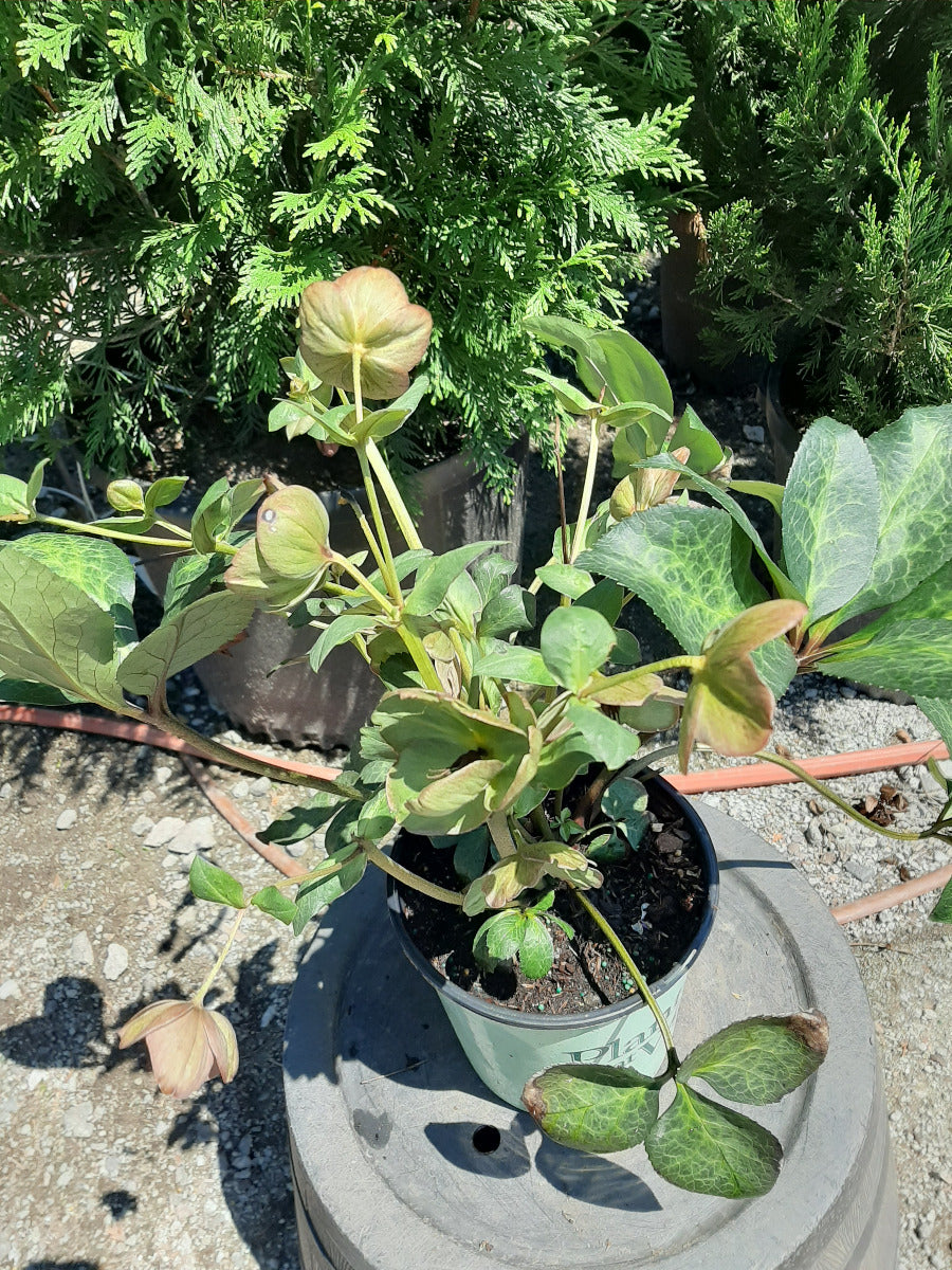 Dana's Dulcet Lenten Rose