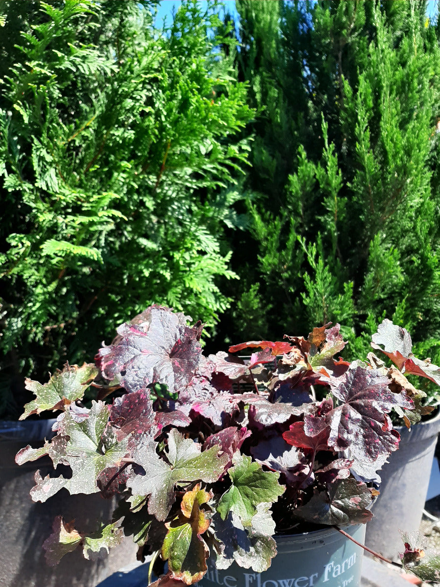 Midnight Rose Coral Bell