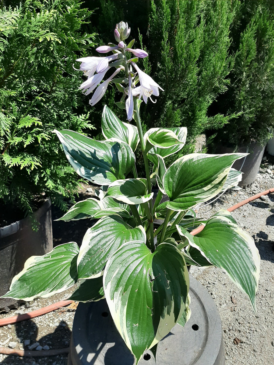 Patriot Hosta