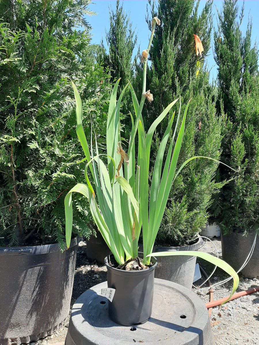 Victoria Falls Bearded Iris