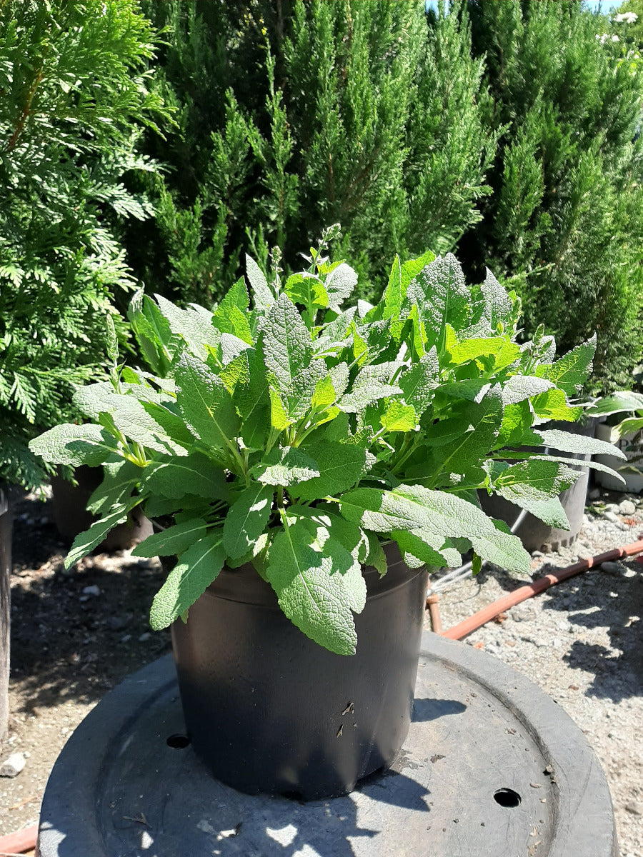 May Night Garden Sage
