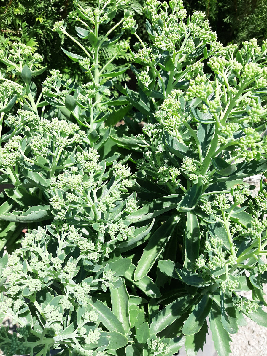Autumn Joy Sedum