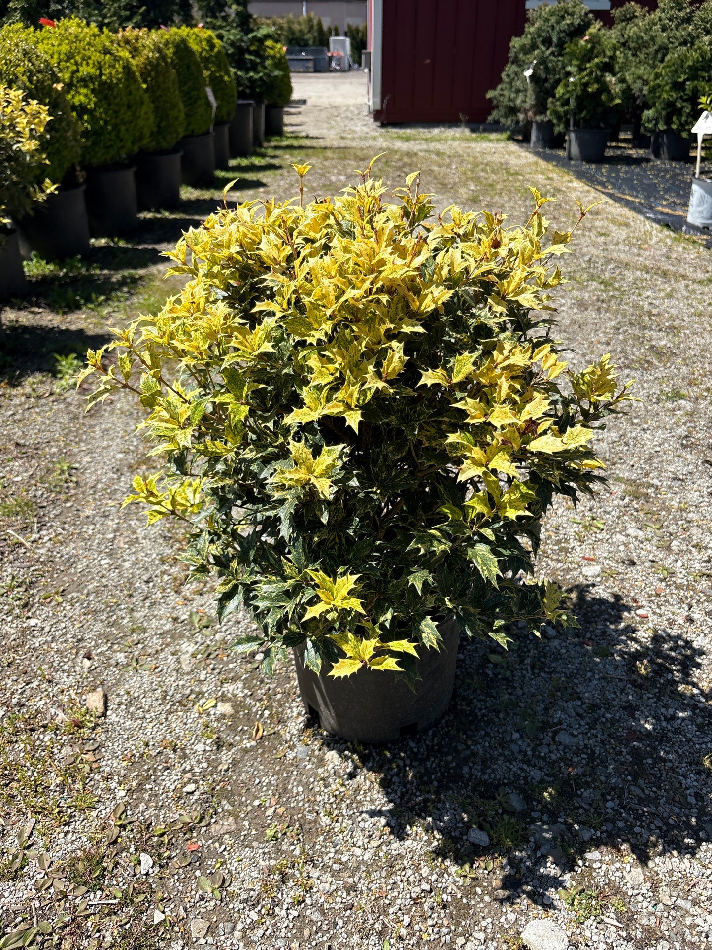 Goshiki Osmanthus