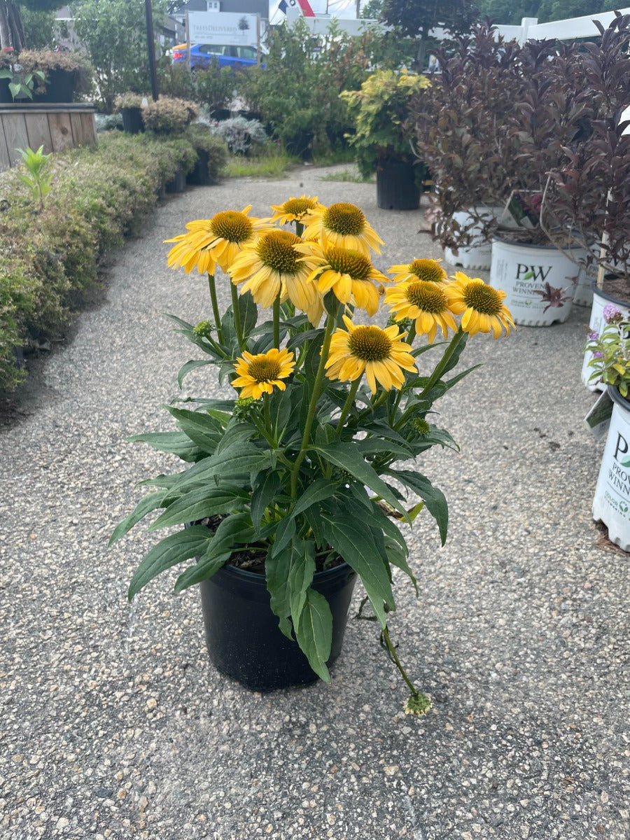 Cheyenne Spirit Cone Flower