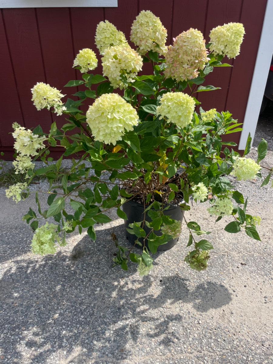 Little Lime Hydrangea