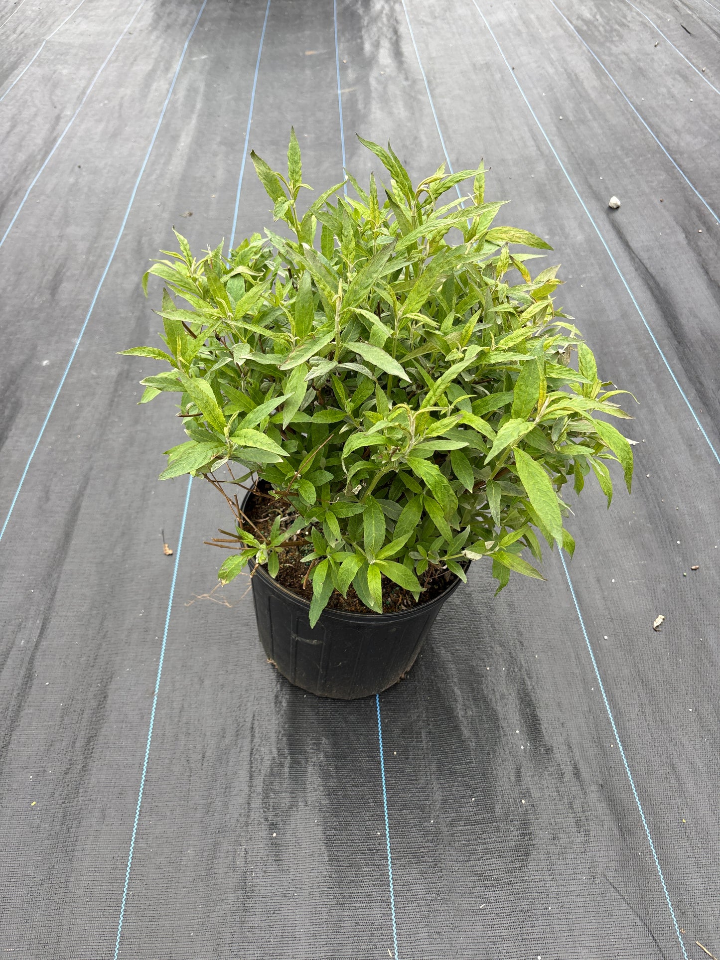 White Profusions Butterfly Bush