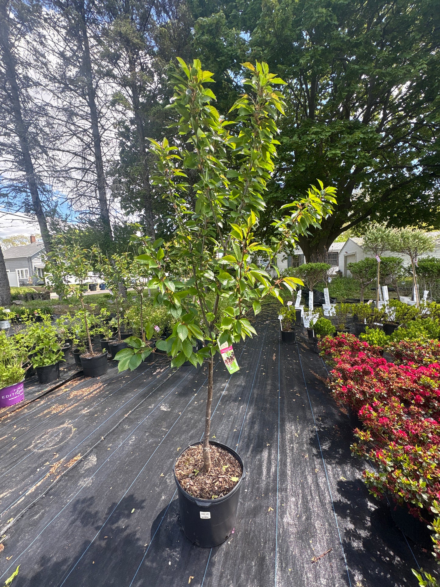 Bing Sweet Cherry