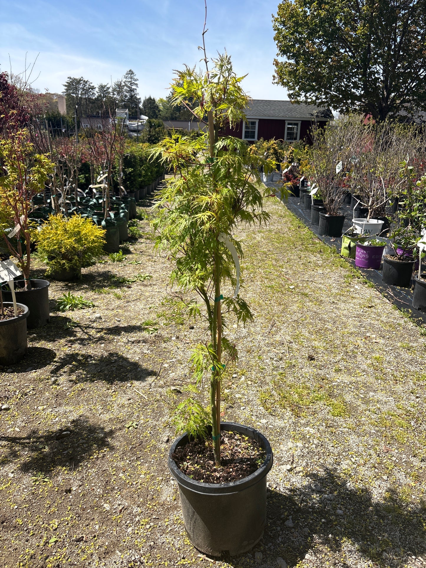 Seiryu Japanese Maple