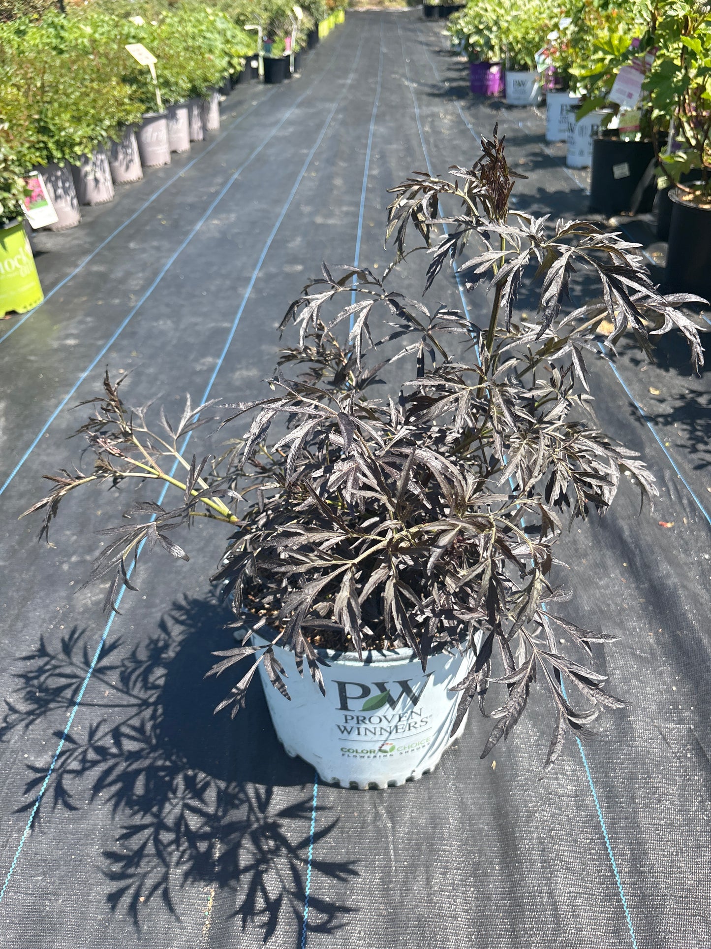 Black Lace Elderberry