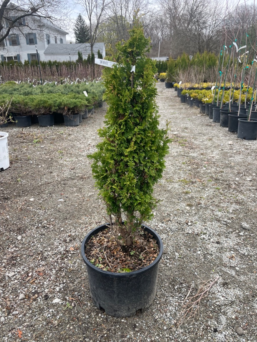 Degroots Spire Arborvitae
