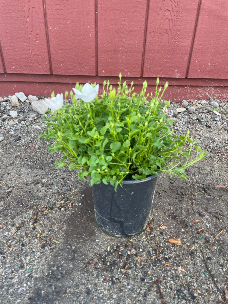 Rapido White Bellflower