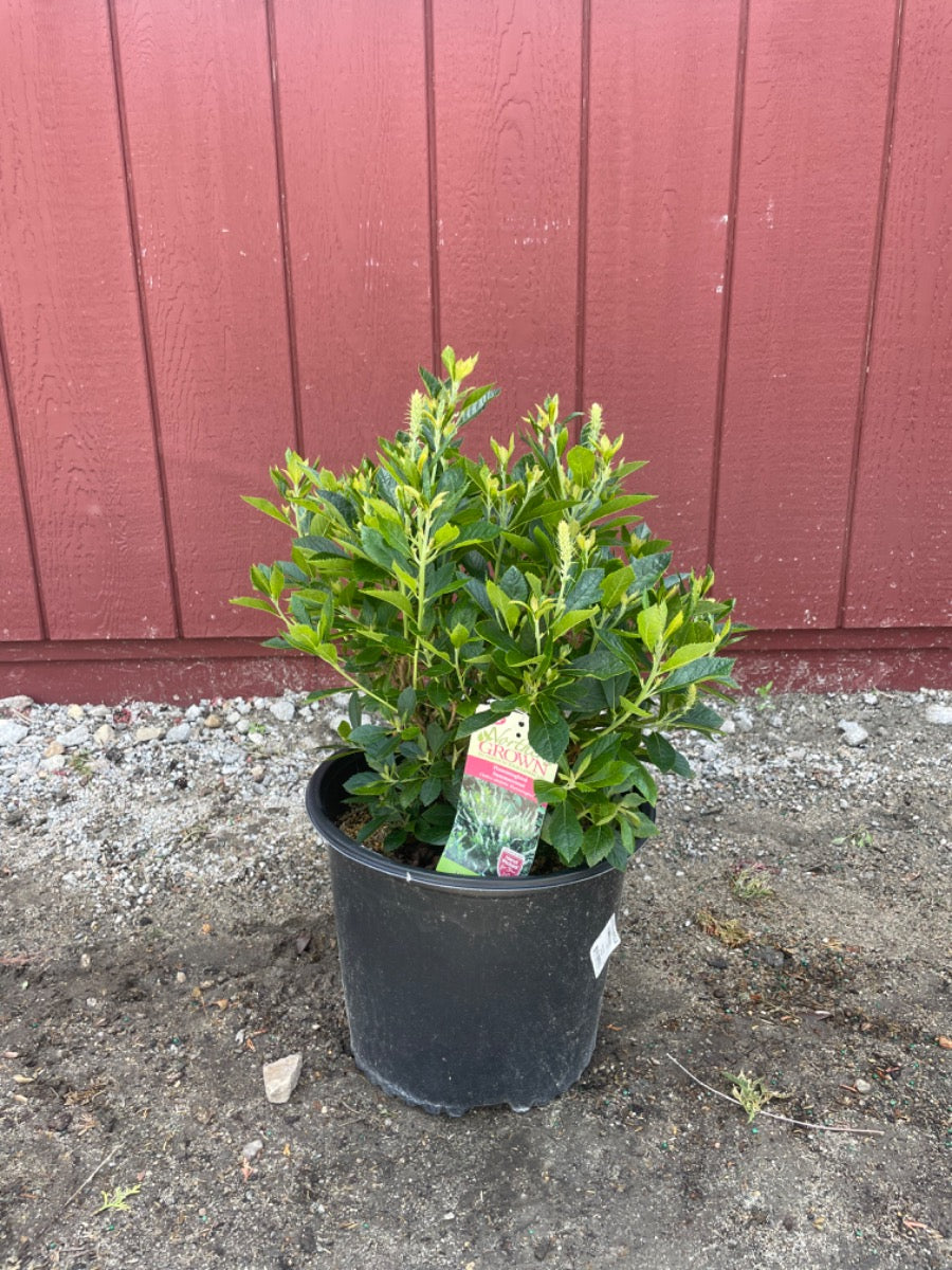 Hummingbird Summersweet