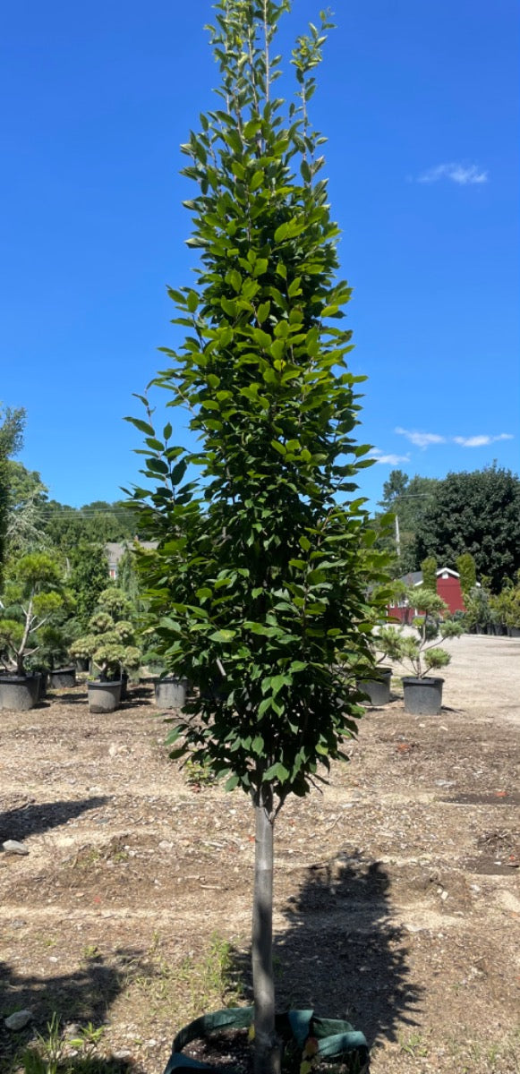 European Hornbeam
