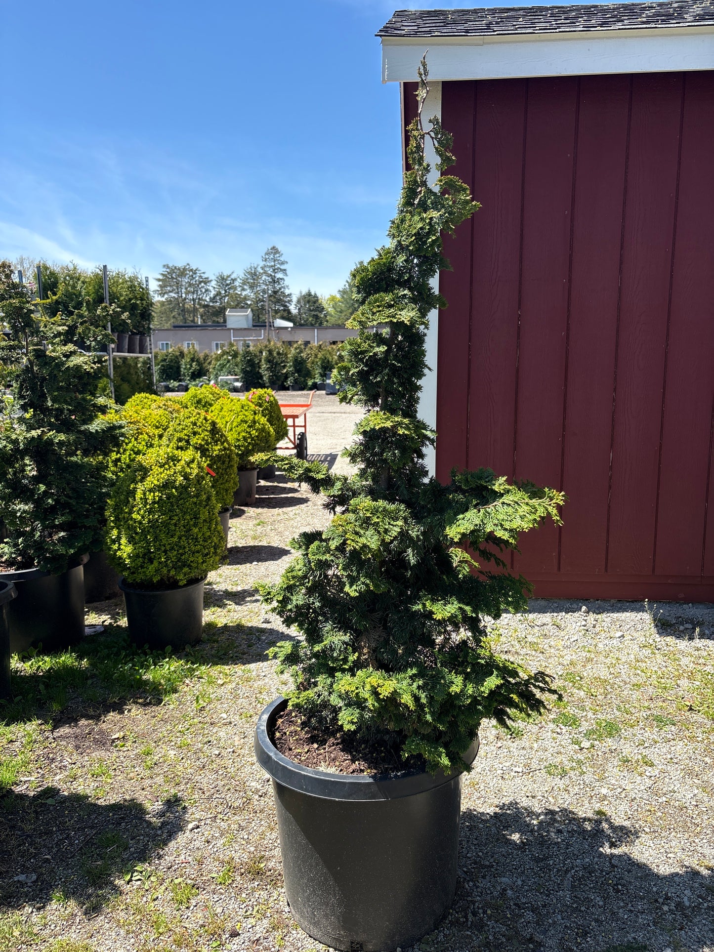 Slender Hinoki Cypress