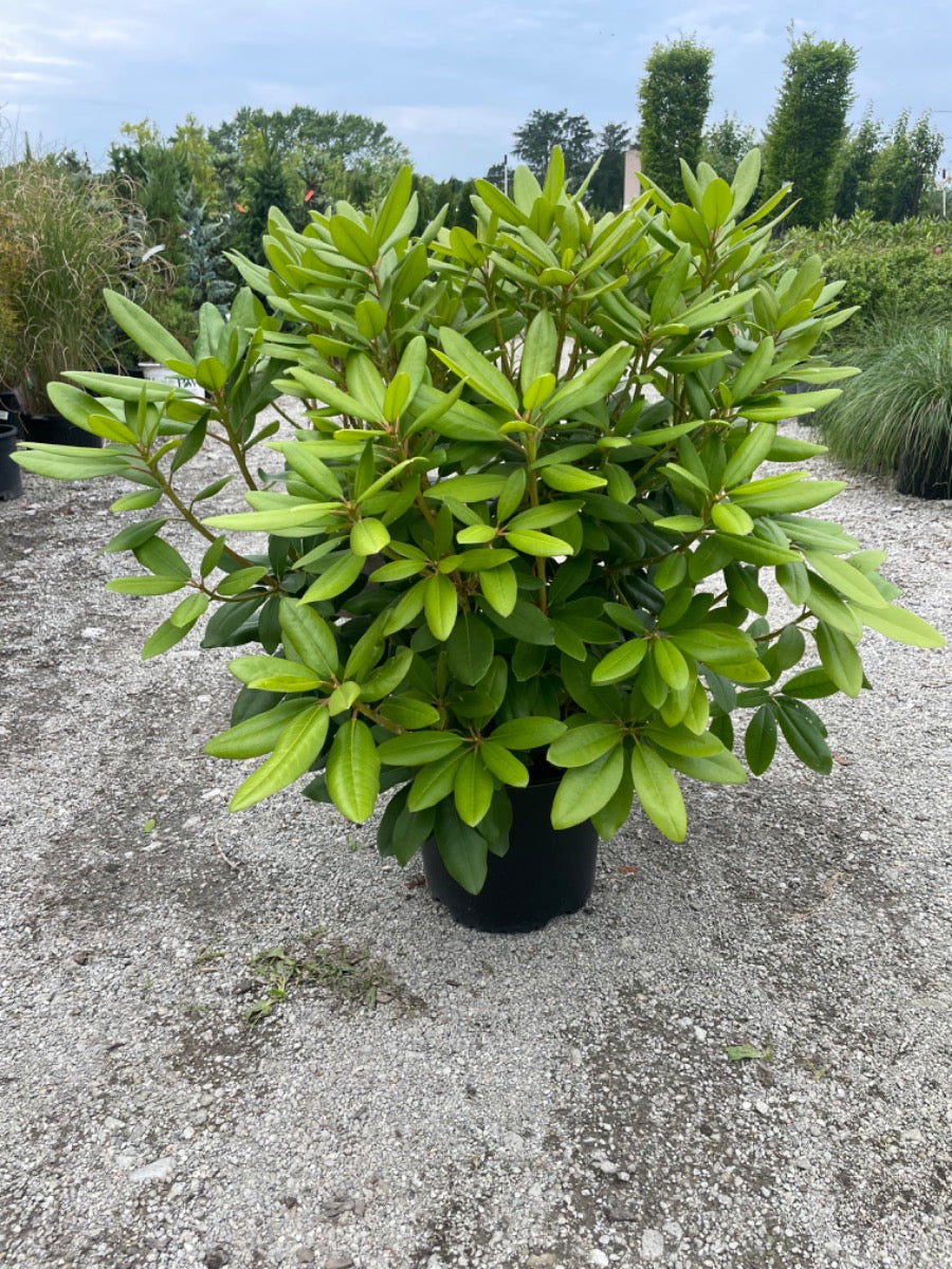 Boursault Rhodendron