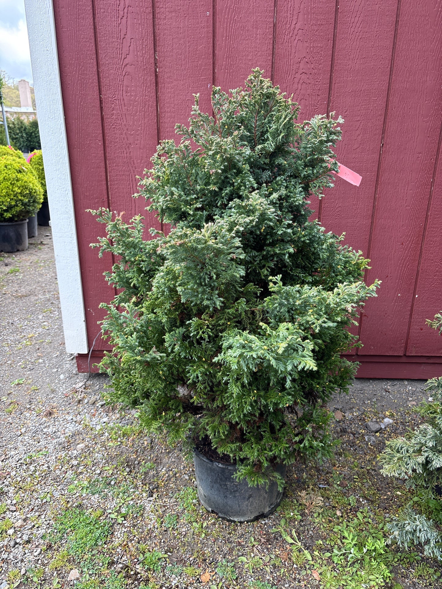 Boulevard Falsecypress