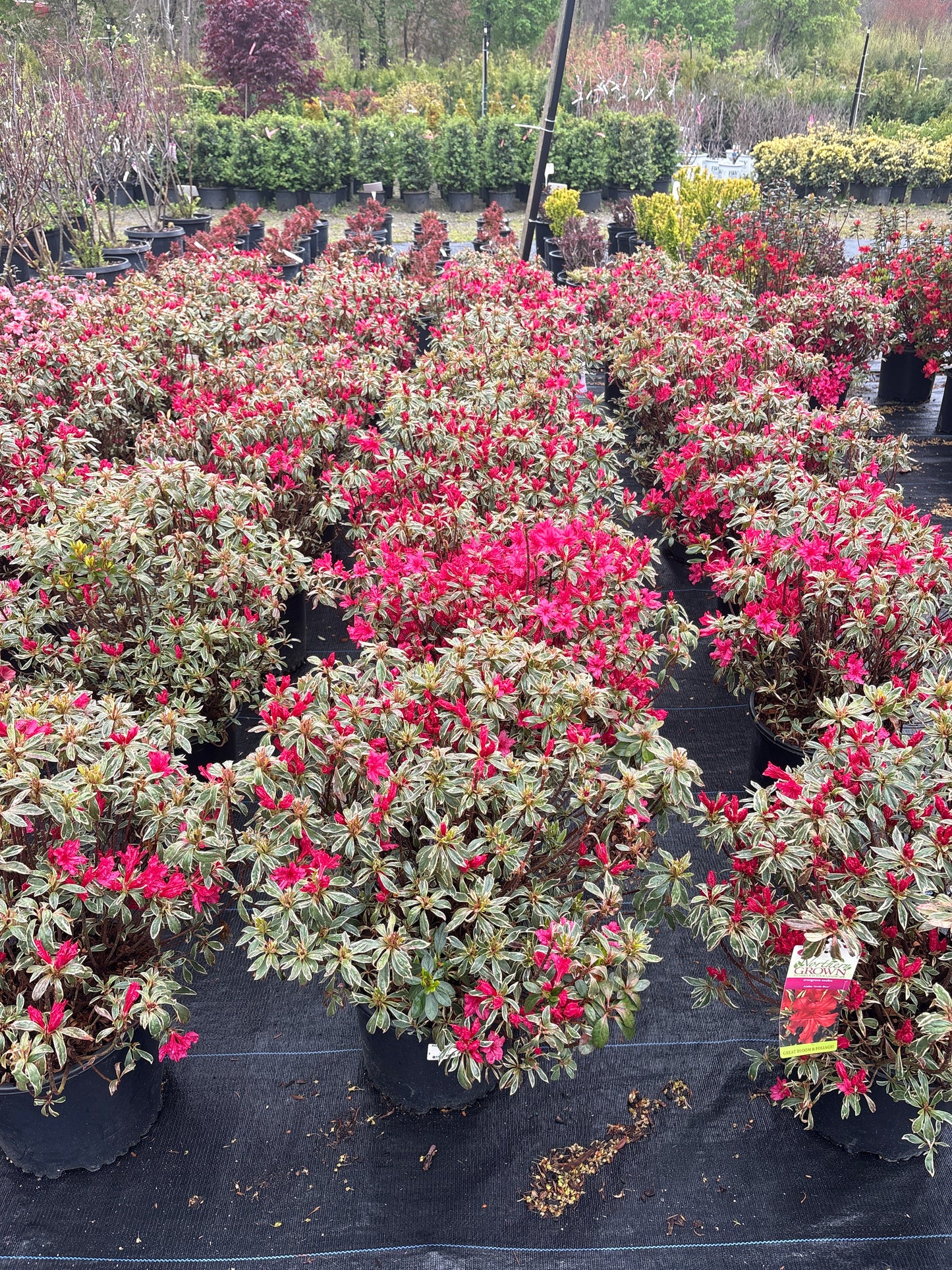 Arctic Rose Azalea