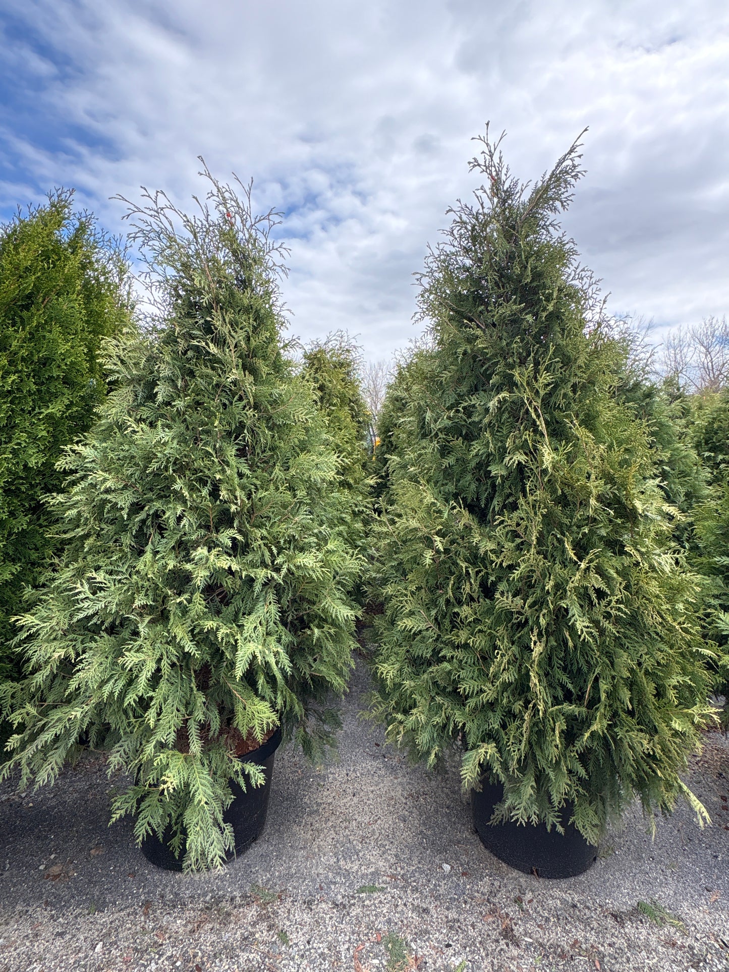 Dark American Arborvitae