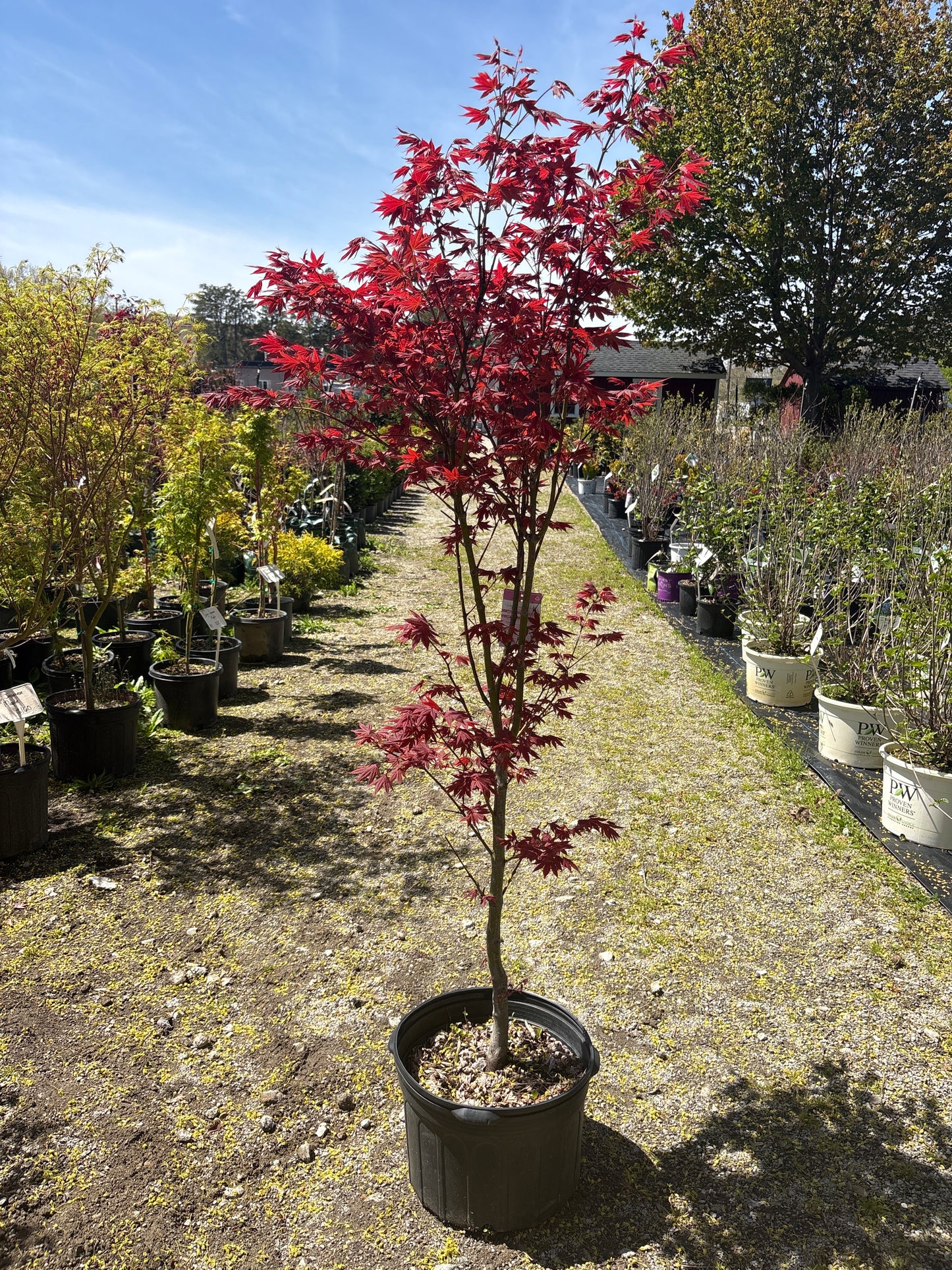 Cider Hill Japanese Maple
