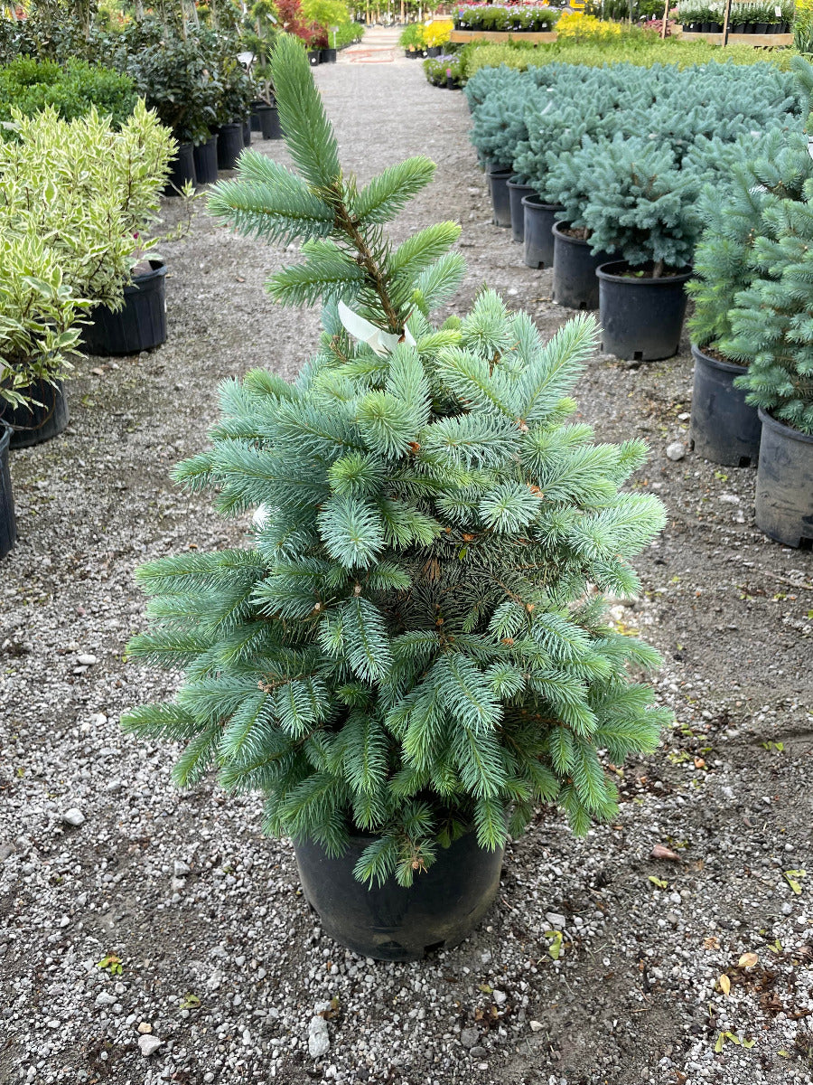 'Baby Blue' Spruce