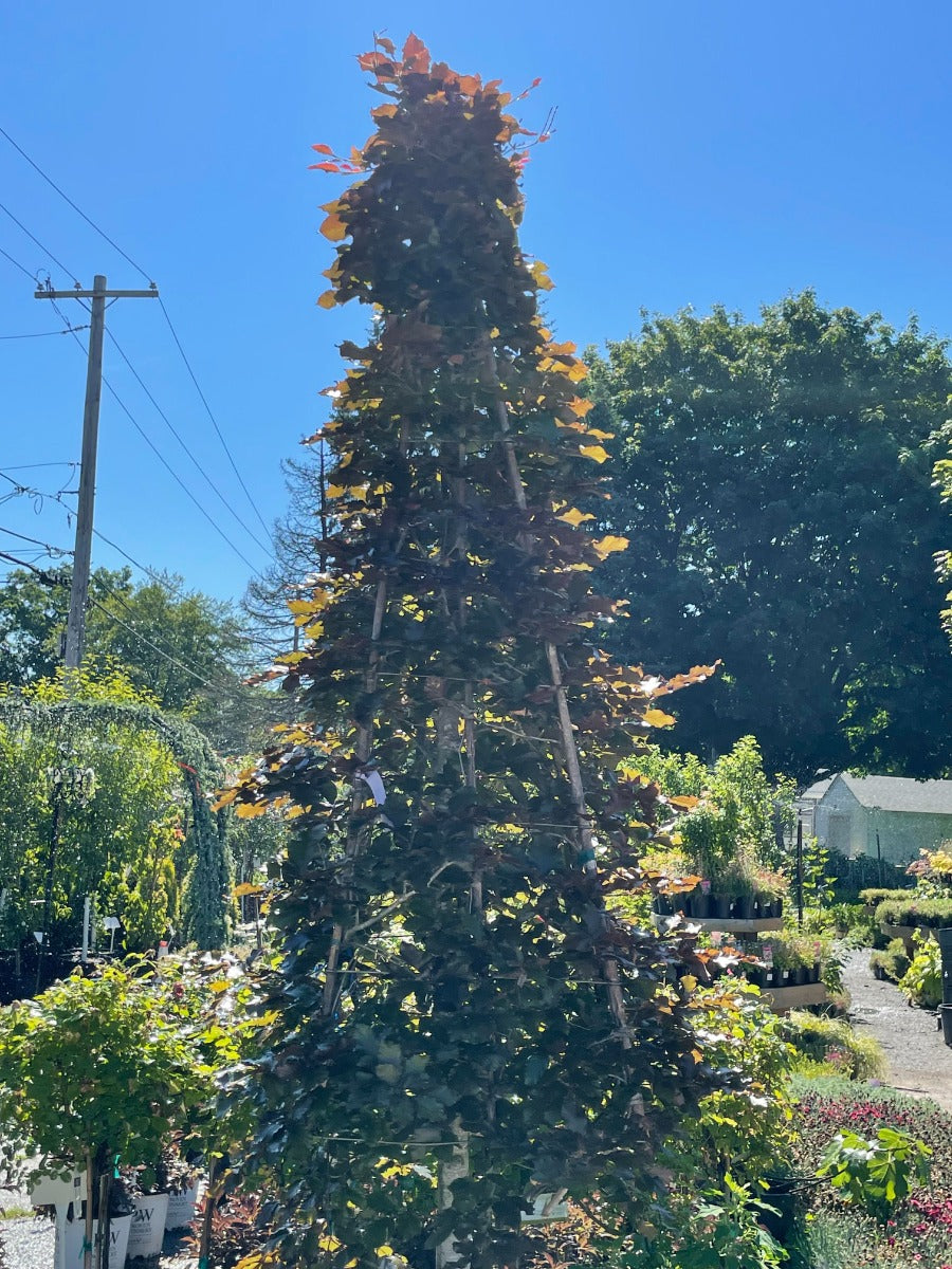 European Beech Pyramid