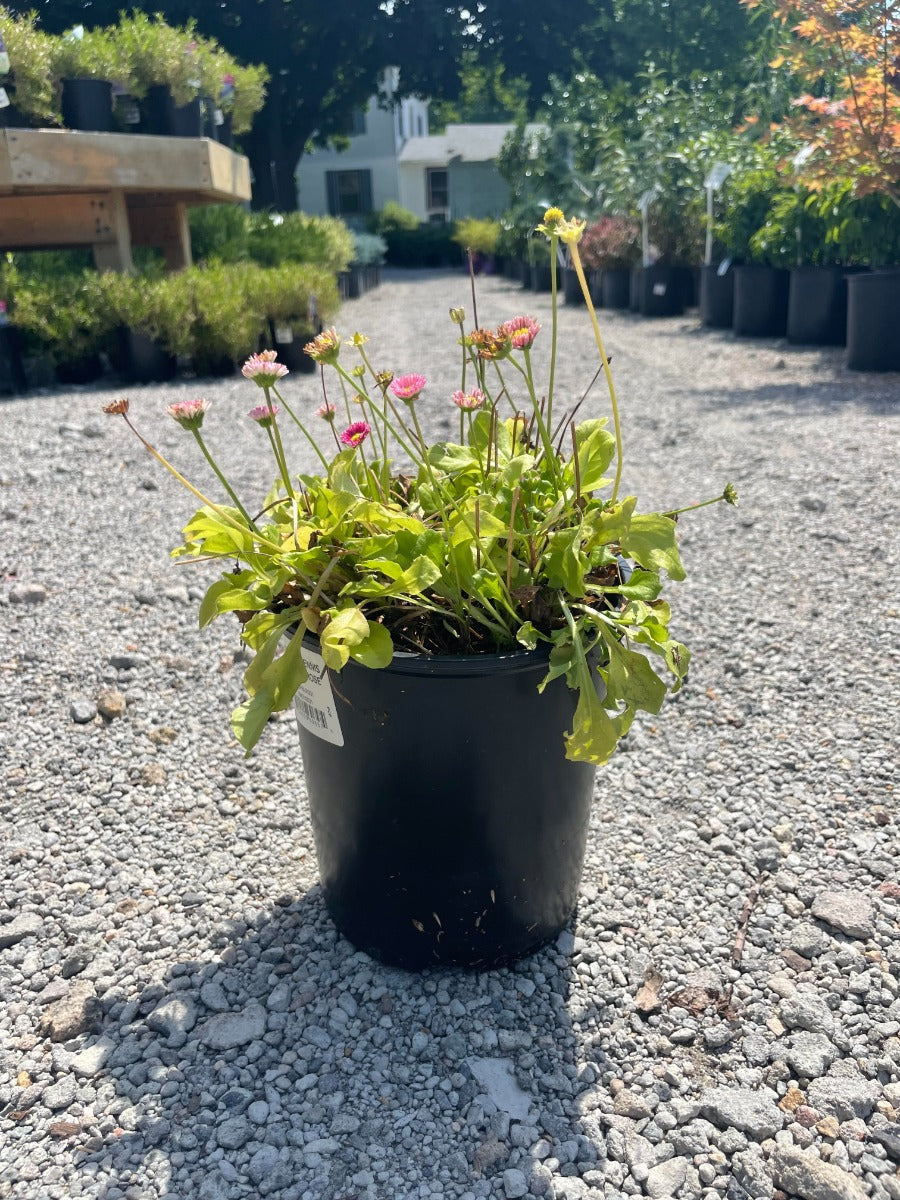 Belissima Rose English Daisy