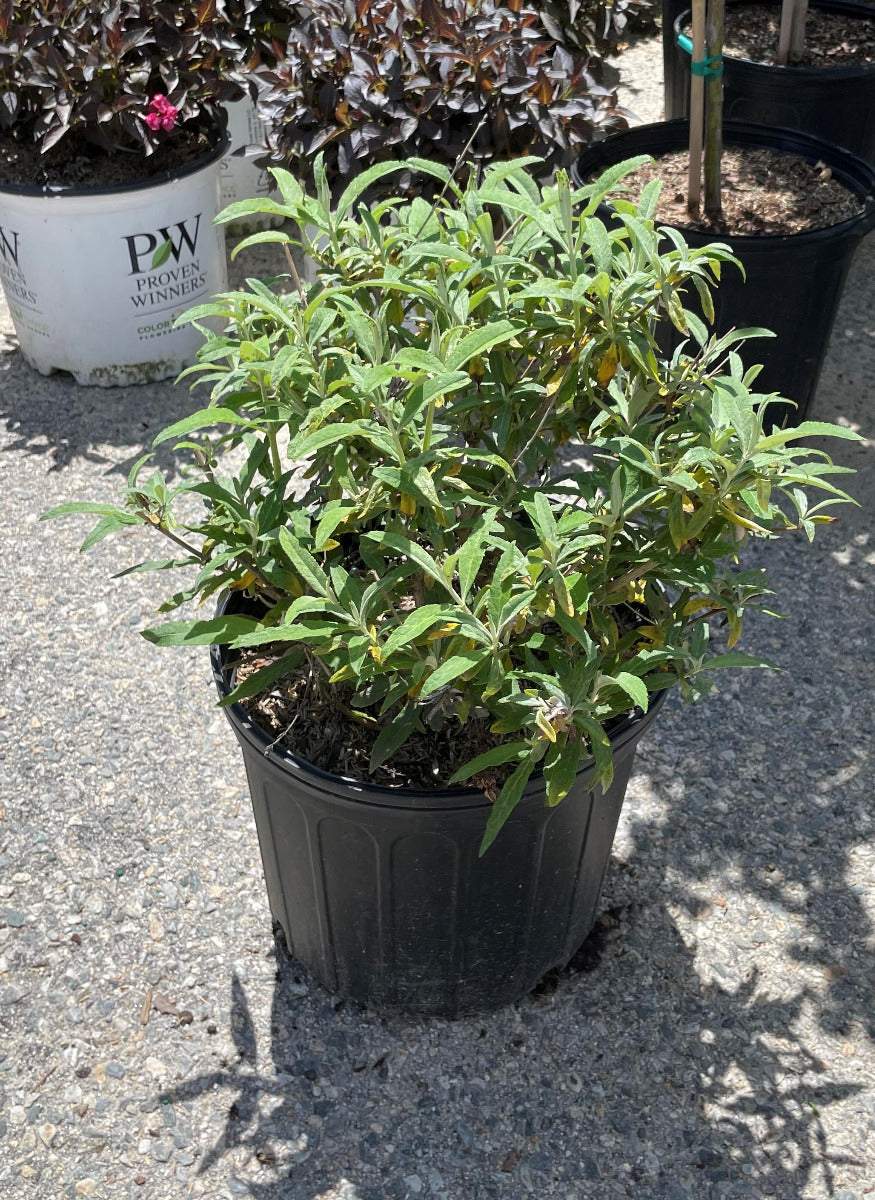 White Profusions Butterfly Bush