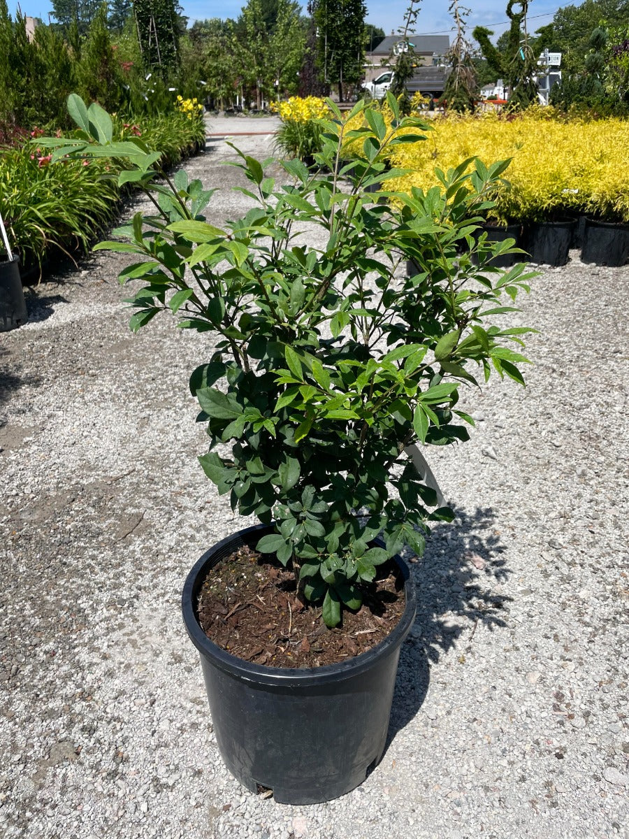 'Compacta' Burning Bush