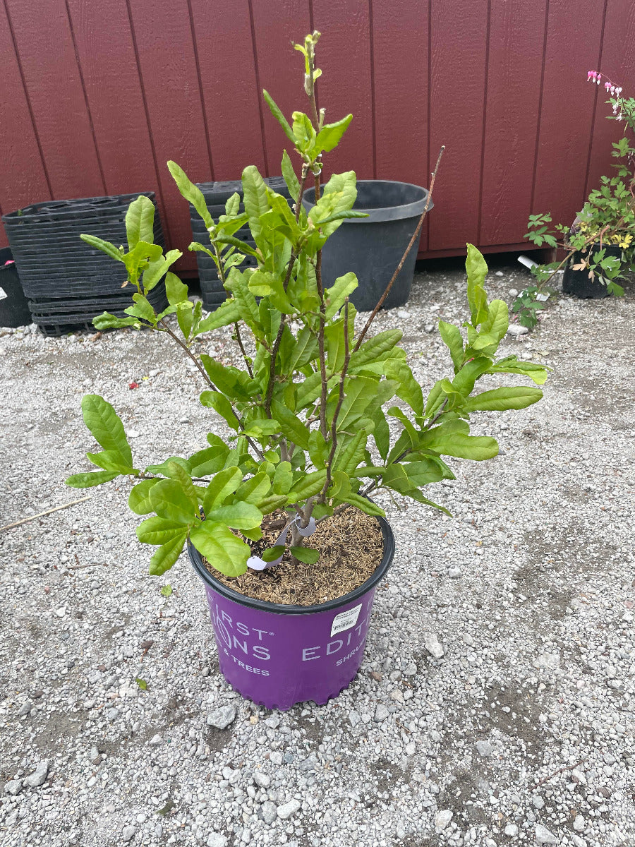 'Centennial Blush' Magnolia